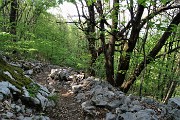91 Dal bosco di carpine nero scnedendo si entra nel bosco di castagno